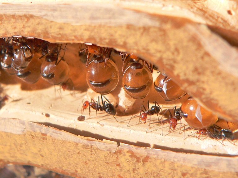 Fakta Menarik Tentang Semut Honeypot, Hewan Teraneh dengan “Perut Madu”