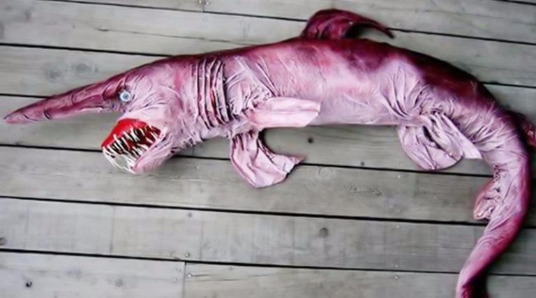 Hiu Goblin, Monster Laut yang Menakjubkan dan Menegangkan
