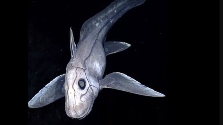 Hiu Hantu, Makhluk Misterius yang Menjadi Legenda di Lautan