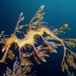 Leafy Seadragon, Keajaiban Laut yang Menyerupai Ganggang