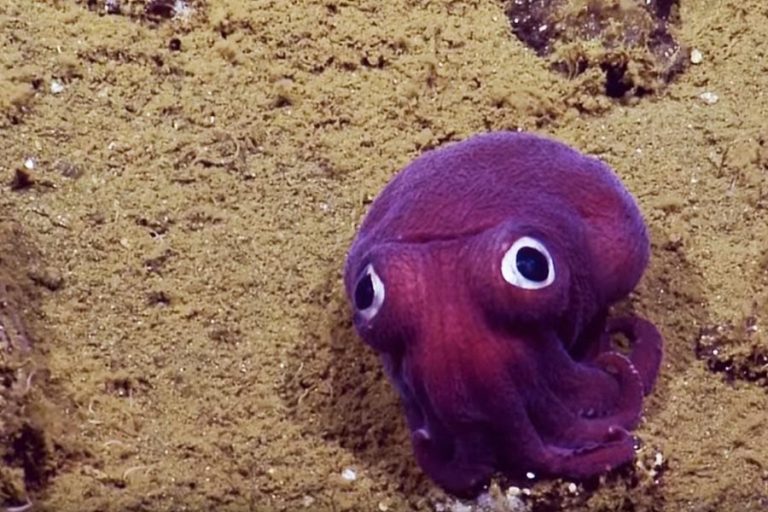 Stubby Squid, Hewan Laut dengan Penampilan Aneh dan Keunikan yang Menakjubkan
