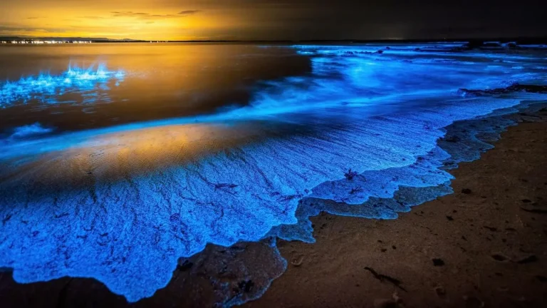 Fenomena Bioluminescence di Laut, Cahaya Ajaib dari Alam