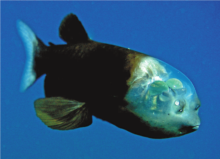 Ikan Barreleye (Macropinna microstoma), Si Kepala Transparan dari Laut Dalam