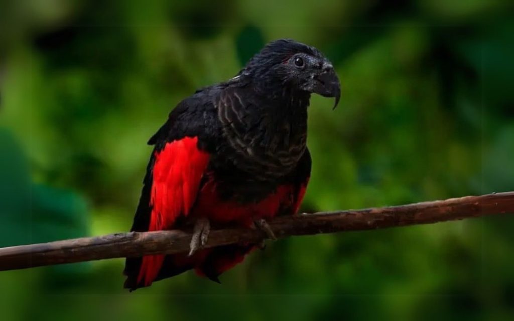 Dracula Parrot, Burung Gotik dari Hutan Papua Dracula Parrot
