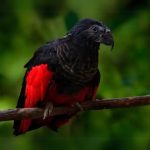 Dracula Parrot