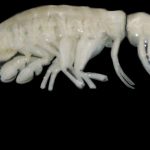 Dulcibella camanchaca, Predator Misterius dari Kedalaman Palung Atacama