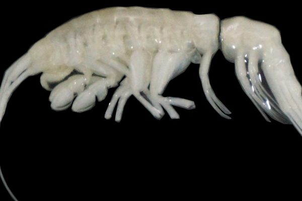 Dulcibella camanchaca, Predator Misterius dari Kedalaman Palung Atacama