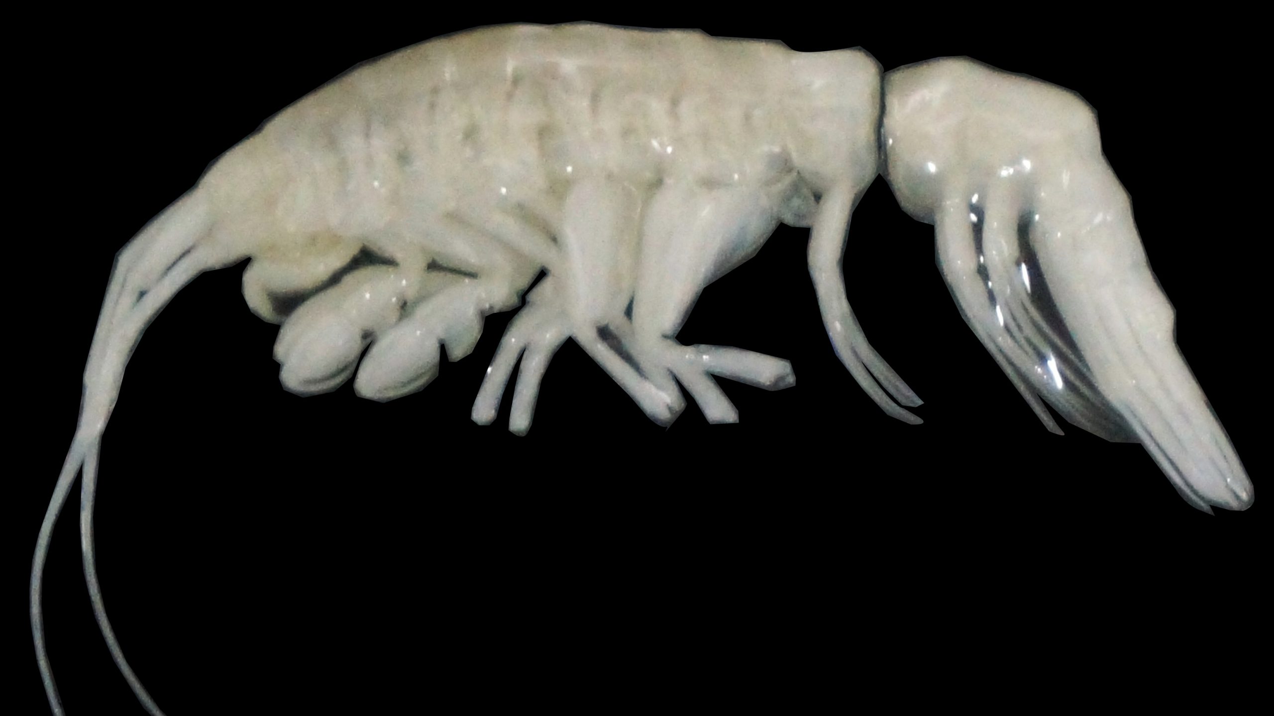 Dulcibella camanchaca, Predator Misterius dari Kedalaman Palung Atacama