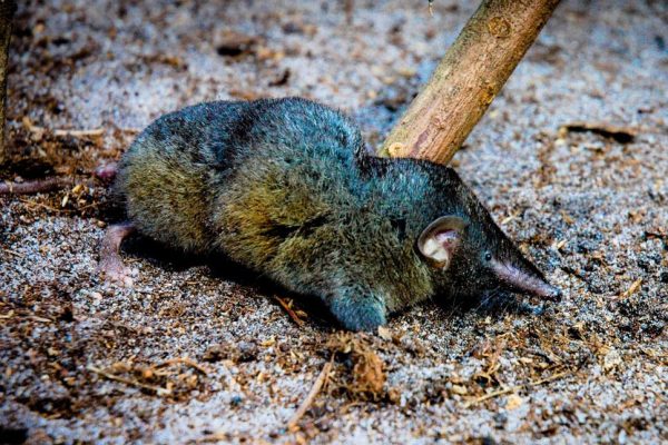 Hero Shrew, Tikus Kecil dengan Tulang Belakang Terkuat di Dunia