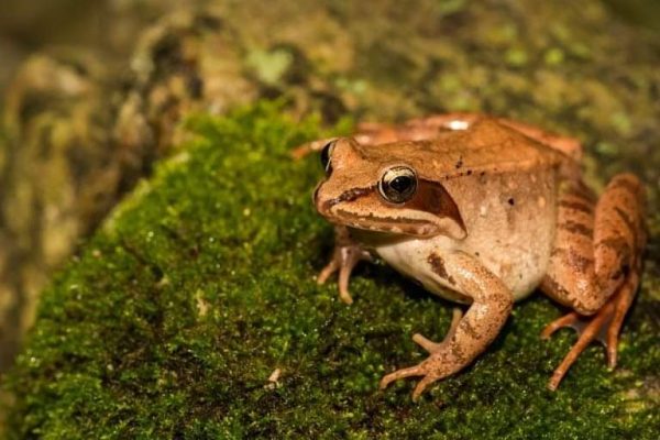 Katak Kayu Alaska, Hewan yang Bisa Membeku dan Hidup Kembali