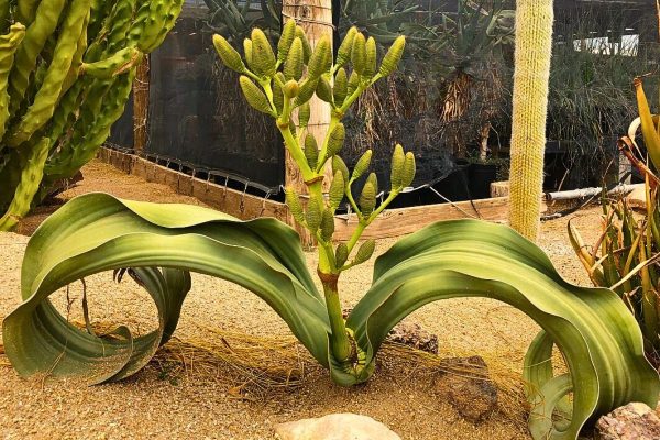 Welwitschia mirabilis, Tumbuhan Ajaib dari Gurun Namibia