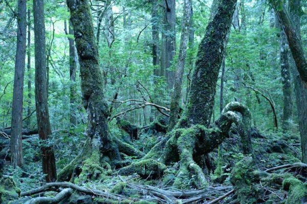 Aokigahara, Misteri dan Keindahan Hutan di Kaki Gunung Fuji