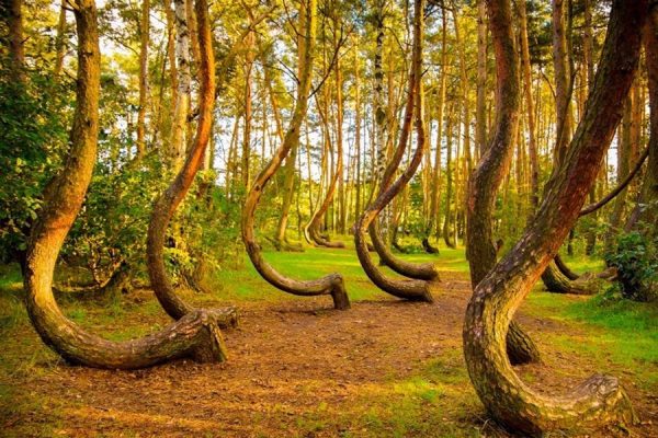 Hutan Bengkok, Misteri Pohon Pinus Berbentuk J di Polandia
