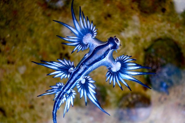 Nudibranch, Keajaiban Warna-Warni di Bawah Laut