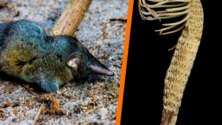 Hero Shrew, Tikus Super yang Memiliki Tulang Belakang Baja