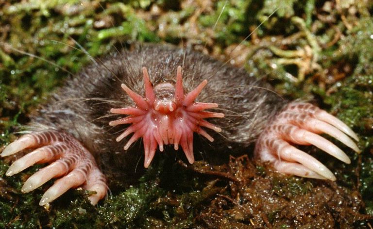 Star-nosed Mole, Makhluk Unik dengan Hidung Berbintang