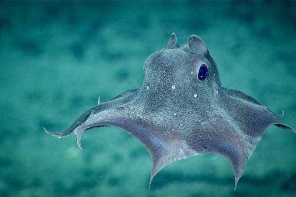 Gurita Dumbo, Adaptasi Luar Biasa di Kedalaman Laut